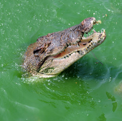 Crocodile