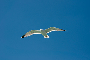 gull