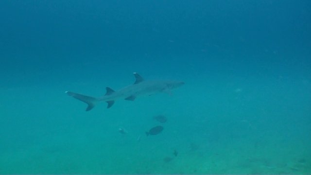 requins pointe blanche