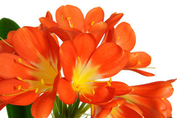 Clivia 104.1