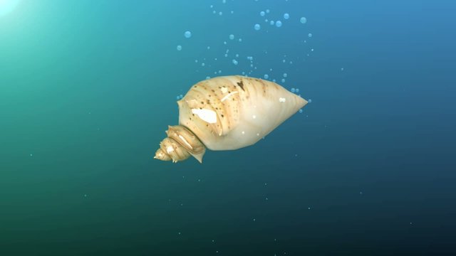 abstract blue background with falling rotating seashell
