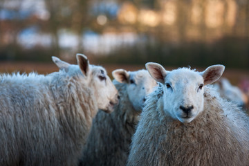 Sheep gossiping behind another's back