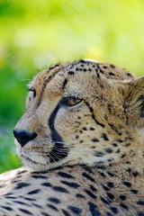 Cheetah