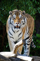 Siberian tiger