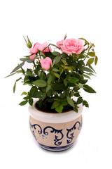 flower 4_9778