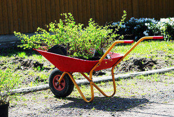 garden cart with seedlings