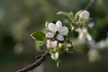 a bee on the flower of the blossomed tree