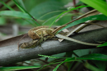 Anolis auratus - (Polychrotidae sauria)