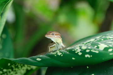 Anolis auratus - (Polychrotidae sauria)