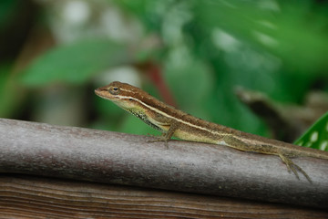 Anolis auratus - (Polychrotidae sauria)