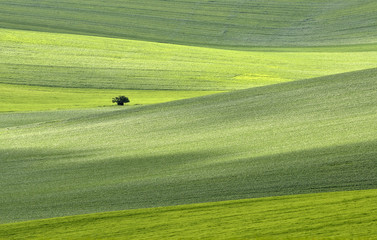 zielony © czeladnik