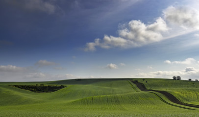 łąka © czeladnik