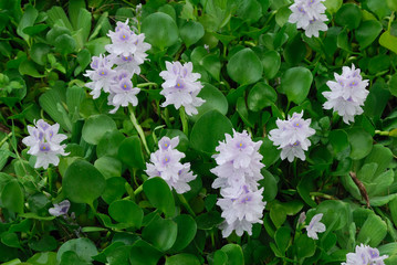 Water hyacinth - (Eichhornia crassipes)