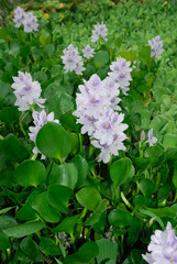 Water hyacinth - (Eichhornia crassipes)