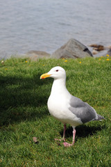 Seagull