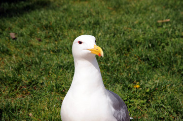Seagull