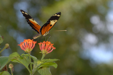 Heliconius hecale melicerta - (Hecale longwing)