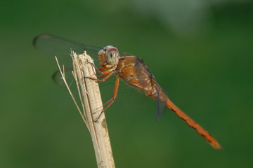 Libellula