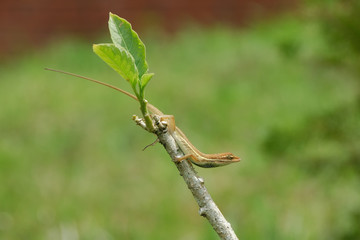 Anolis auratus - (Polychrotidae sauria)