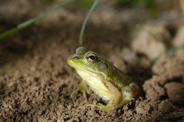 Frog sitting