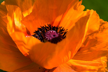Große Orange - Mohnblume