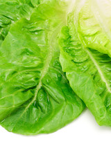 Romaine lettuce leaves