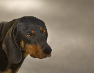 Jagdhund Portrait
