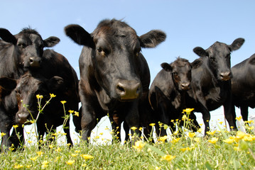 Black Angus and Buttercup