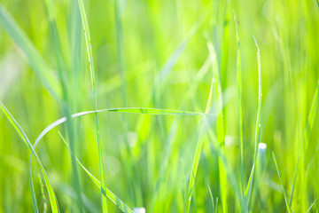 Grass