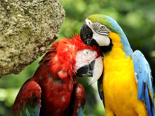 Papagei Paar