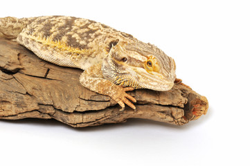 Bearded Dragon Lizard