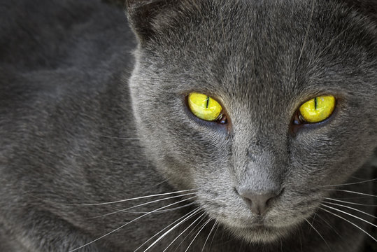 Gray cat look in an lens.