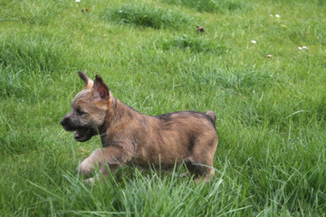 Cairn-Terrier-Welpe
