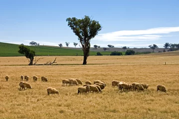 Fotobehang Grazing Sheep © Phillip Minnis