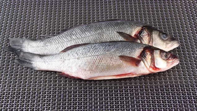 Coppia di Spigole