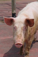 Fototapeta premium 豚