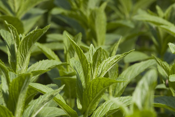 Garden Peppermint plant
