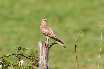 Faucon crécerelle