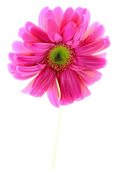 tige gerbera rose, fond blanc