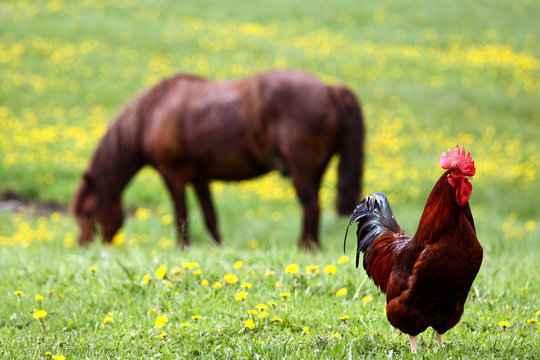 Rooster and the horse
