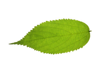 Fototapeta premium Tree leaf and white background