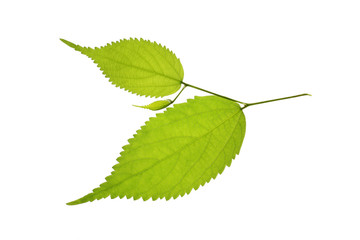 tree leaf isolated on the white  background.