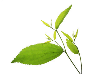 tree leaf isolated on the white  background.