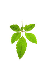 tree leaf isolated on the white  background.