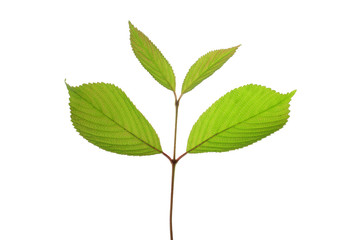 Fototapeta premium tree leaf isolated on the white background.