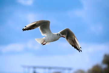 Seagull against the blue sky