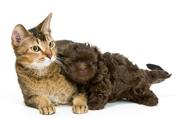 Cat and the puppy of the lapdog