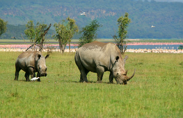 Rhinoceros in the wild - obrazy, fototapety, plakaty