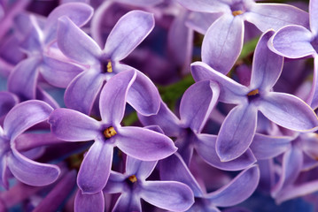 closeup of purple liliac flower
