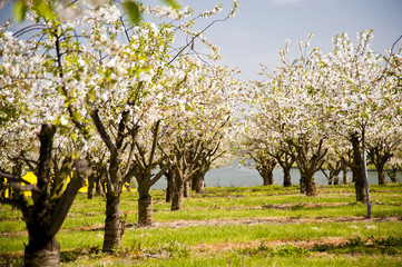 Fototapeta premium Kirschblüte